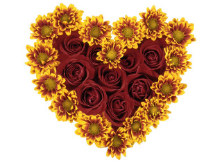 Heart sunflowers roses red yellow - a white background free wallpaper