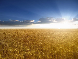 Wheat field blue sky clouds 17 - heavy grain free wallpaper for desktop