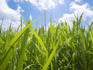 Field grass blue sky clouds - a field of grass free wallpaper for desktop