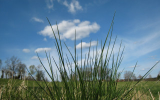 Grassy field blue sky clouds 2 - a grassy field free wallpaper for desktop