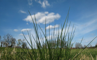 Grassy field blue sky clouds 3 - a grassy field free wallpaper for desktop