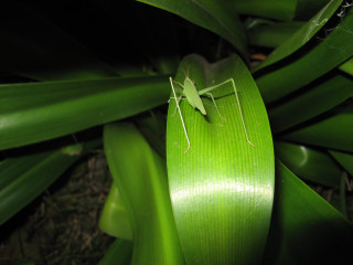 Green insect plant stem camera 4 - free nature wallpaper