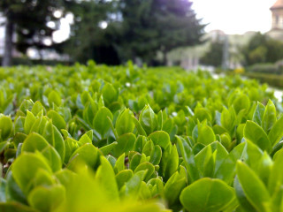 Green field building trees background 2 - green plant free wallpaper for desktop