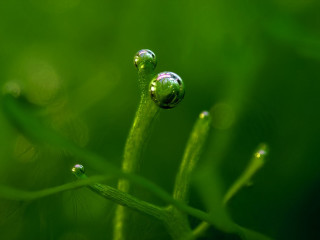 Water droplets plant macro nature 3 - a close up of a plant free wallpaper for desktop