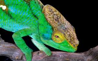 Green chameleon branch black background 4 - a green chamelon free wallpaper