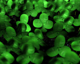 Green leaves black background green 2 - vray free wallpaper for desktop