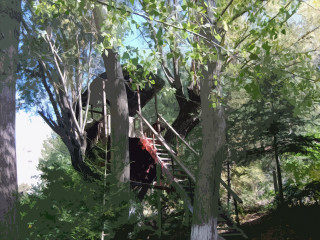 Tree house forest ladder upside 2 - a ladder free wallpaper