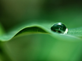 Water drop green leaf blurry 3 - free nature wallpaper