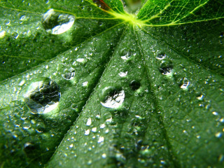 Close up green leaf water 4 - a green leaf free wallpaper