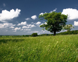 Tree field grass blue sky 2 - tall free wallpaper