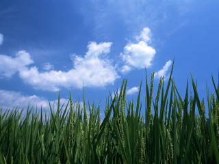 Tall grass blue sky clouds 2 - cao zhibai free wallpaper for desktop