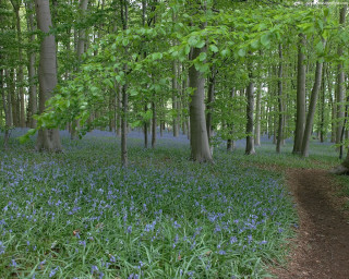 Forest path bluebells trees background 2 - a trail in the foreground free wallpaper
