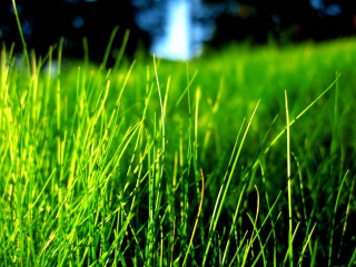 Grass tree sky bush nature - a green grass field free wallpaper