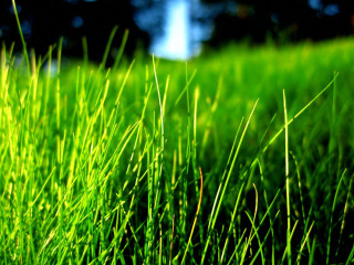 Grass forest blue sky macro 2 - a green grass field free wallpaper