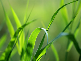 Close up green grass blurry 2 - a blurry background of the grass free wallpaper