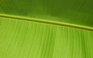 Green leaf banana macro tatami - a green leaf free wallpaper