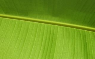 Green leaf banana macro gram - a green leaf free wallpaper