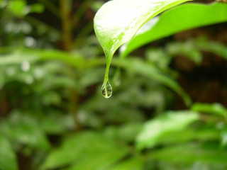 Green leaf water drop macro 2 - a drop of water free wallpaper for desktop