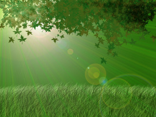 Green field sunshine trees grass - a green field free wallpaper for desktop