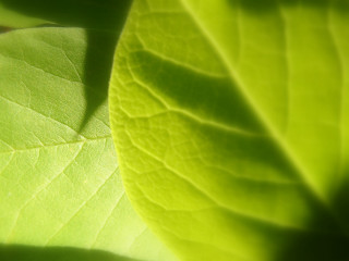 Green leaf macro photorealism light - the leaf free wallpaper for desktop