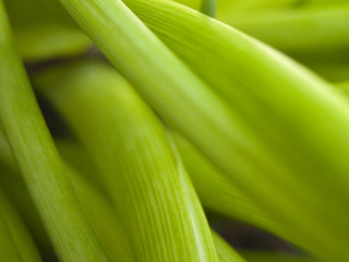 Green plant closeup long leaves - thin free wallpaper for desktop