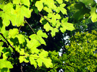Green leafy tree sky background 4 - branch and a sky background free wallpaper