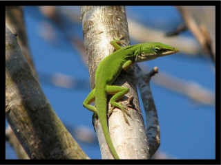 Green lizard sitting tree branch - a tree branch in the sun free wallpaper for desktop