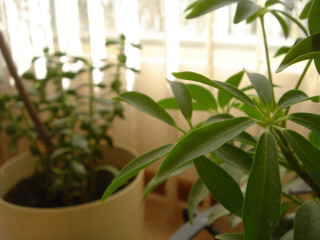 Potted plant green leaves table 2 - a window free wallpaper