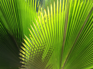 Palm tree green leaves blue - carol bove free wallpaper
