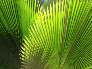 Palm tree green leaves blue 2 - carol bove free wallpaper