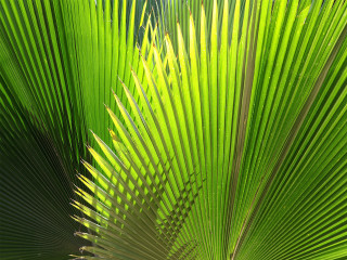 Palm tree green leaves blue 3 - carol bove free wallpaper