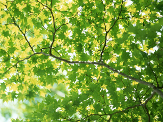 Tree green leaves white frisbee - green leaf free wallpaper for desktop