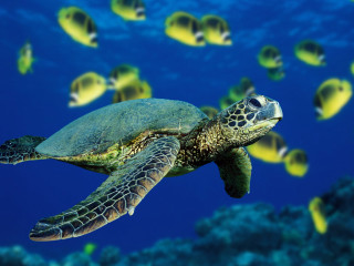 Green sea turtle swims school - past free wallpaper
