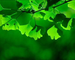 Green leafy tree branch blurry - a green leafy tree branch free wallpaper