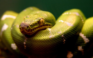 Green snake yellow stripe cobra - a yellow stripe free wallpaper