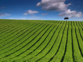 Tree field grass blue sky 5 - david begbie free wallpaper