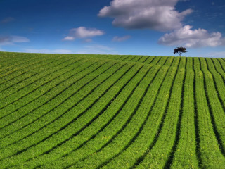 Tree field grass blue sky 6 - david begbie free wallpaper
