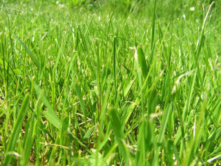 Grass blue sky closeup field - a blue sky in the foreground free wallpaper