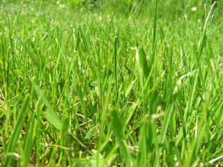 Green grass field blue sky 2 - a blue sky in the foreground free wallpaper