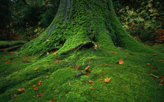 Moss covered tree trunk forest 2 - colin moss free wallpaper