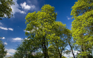 Park bench trees sunny day - a bench and trees free wallpaper for desktop