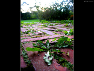 Green plant brick walkway park - shallow free wallpaper for desktop