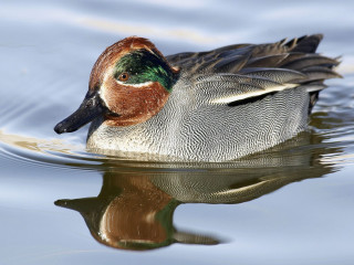 Duck swimming water reflection head 2 - a duck free wallpaper