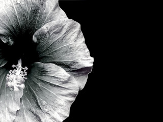 Black white flower black background 4 - photo of a flower free wallpaper for desktop