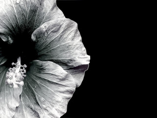 Black white flower black background 6 - photo of a flower free wallpaper