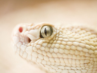 Snake head closeup white background - face free wallpaper