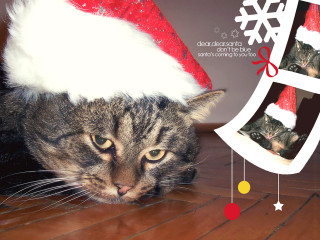 Cat santa hat wooden floor - a picture frame free wallpaper for desktop