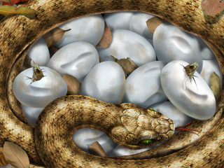 Snake basket eggs items mouth 3 - other item free wallpaper
