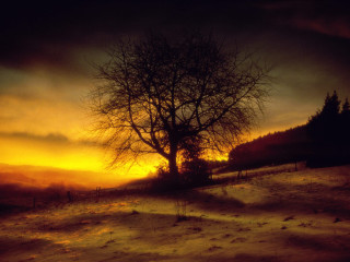 Lone tree snowy field sunset - a lone tree in a snowy field free wallpaper for desktop