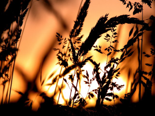 Silhouette sunset plant grass burnt - the sun in the distance behind free wallpaper